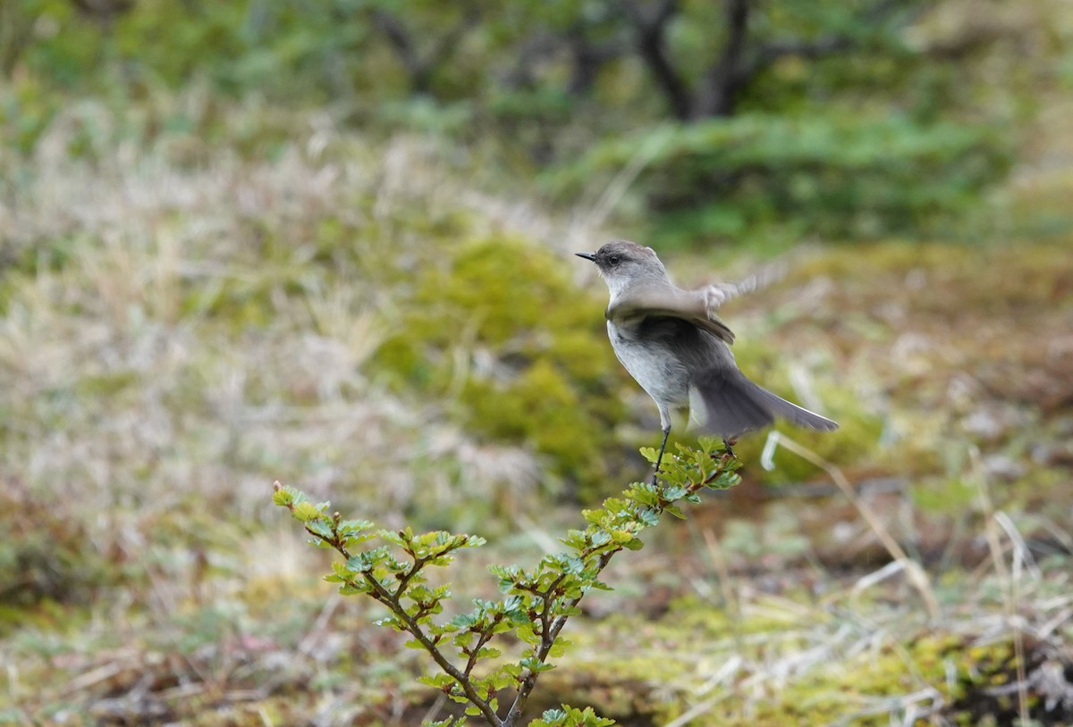 Dormilona Carinegra - ML647368358