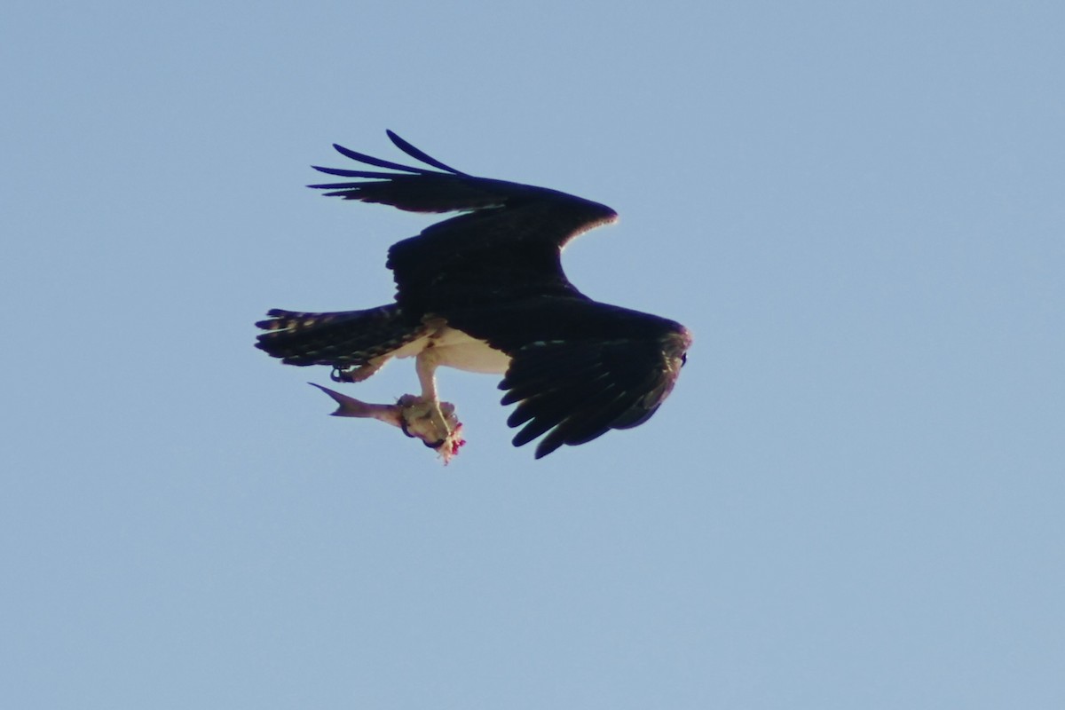 Osprey - ML647368365