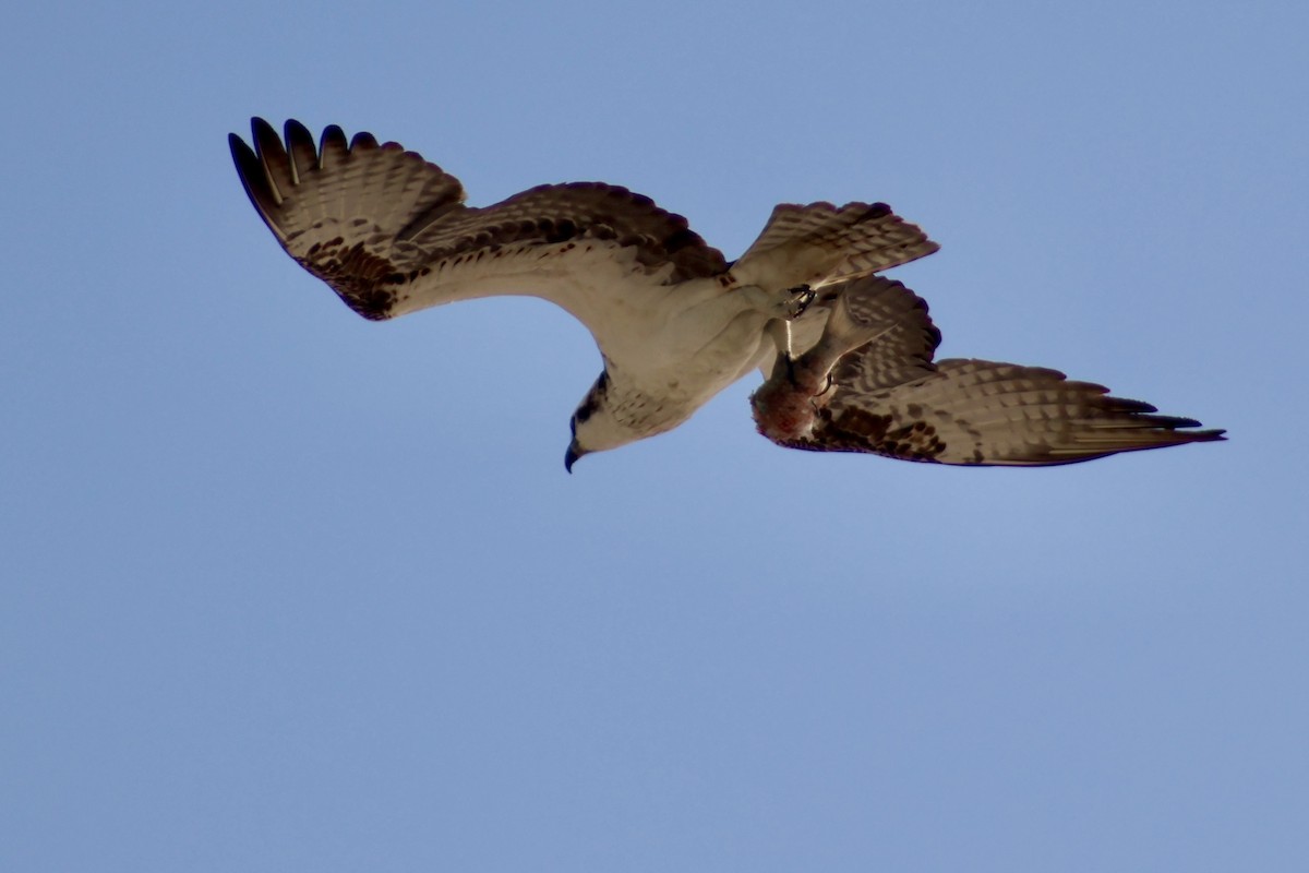 Osprey - ML647368366