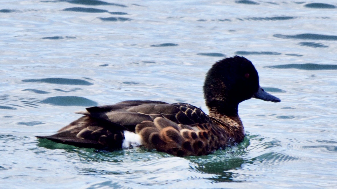 Chestnut Teal - ML647368371