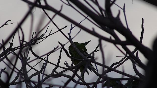 Olive-throated Parakeet - ML647368374