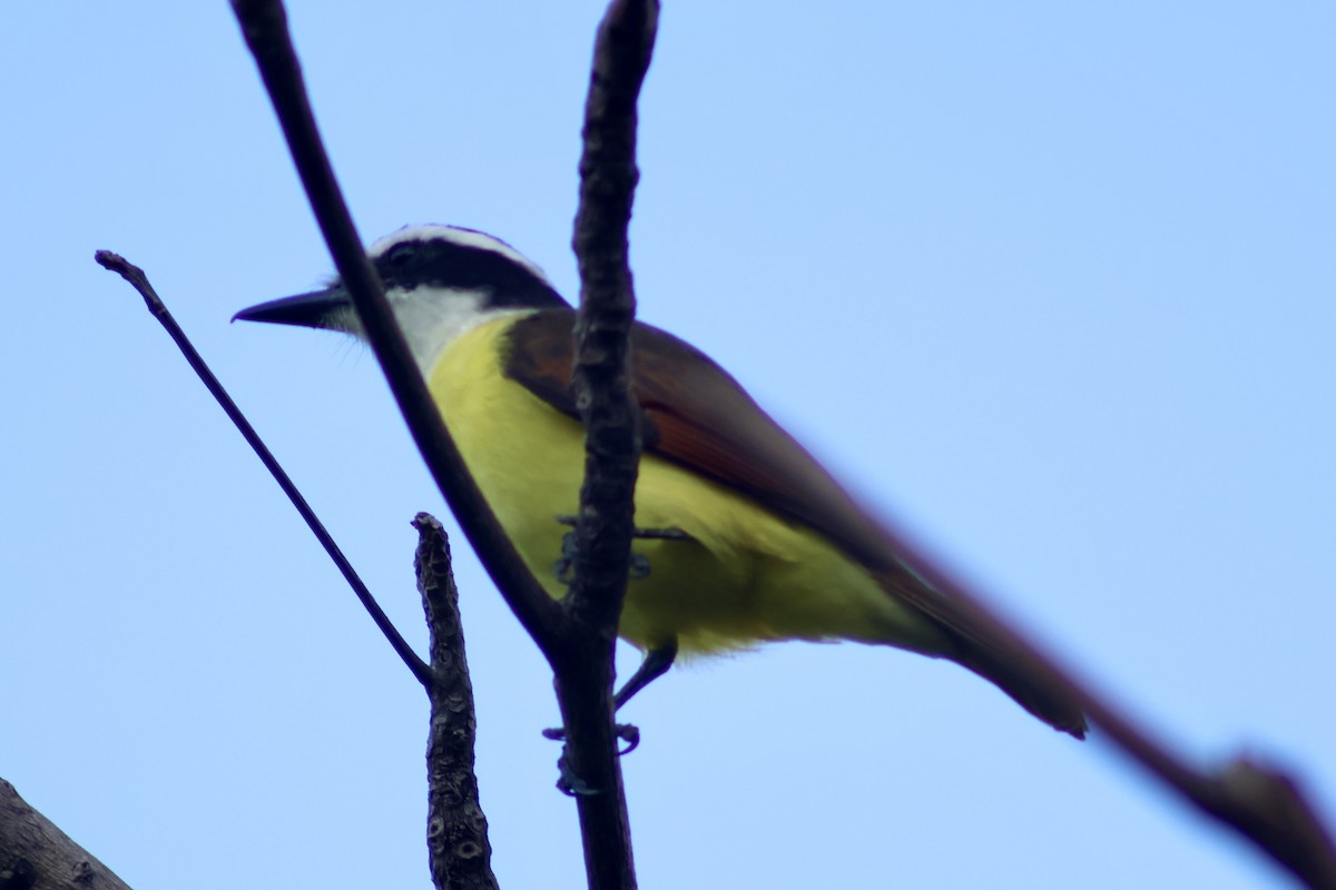 Great Kiskadee - ML647368398