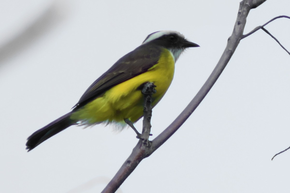 Social Flycatcher - ML647368421