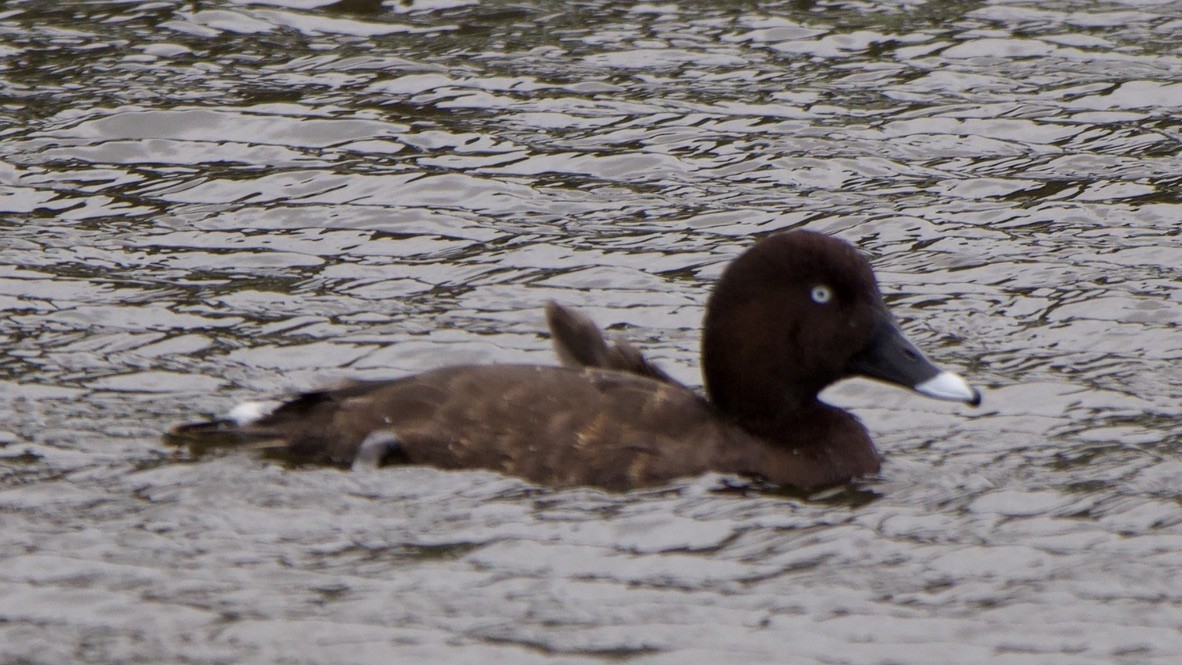 Hardhead - ML647368424