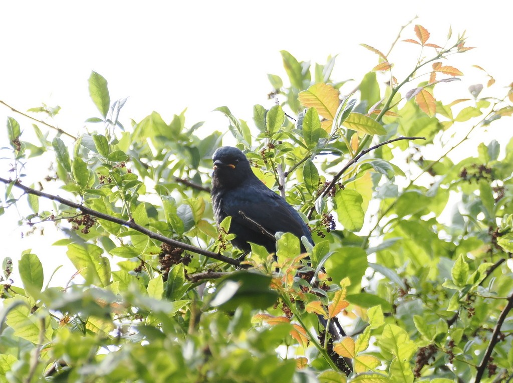 Black Cuckooshrike - ML647368431