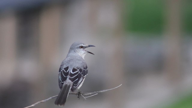 Tropical Mockingbird - ML647368433