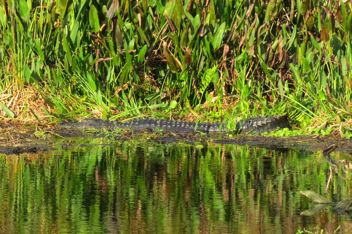 American Alligator - ML647368444