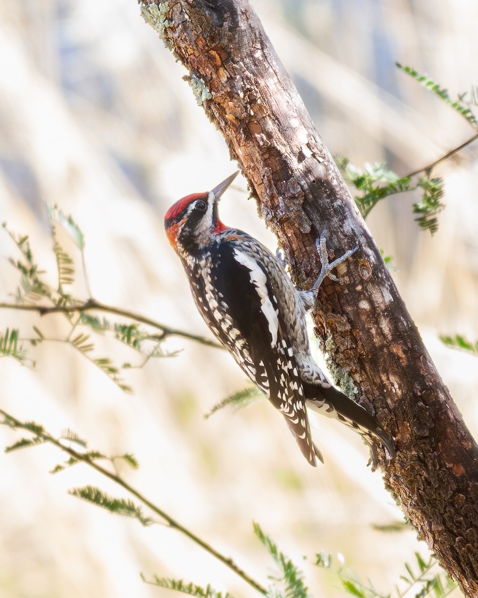 Rotnacken-Saftlecker - ML647368462