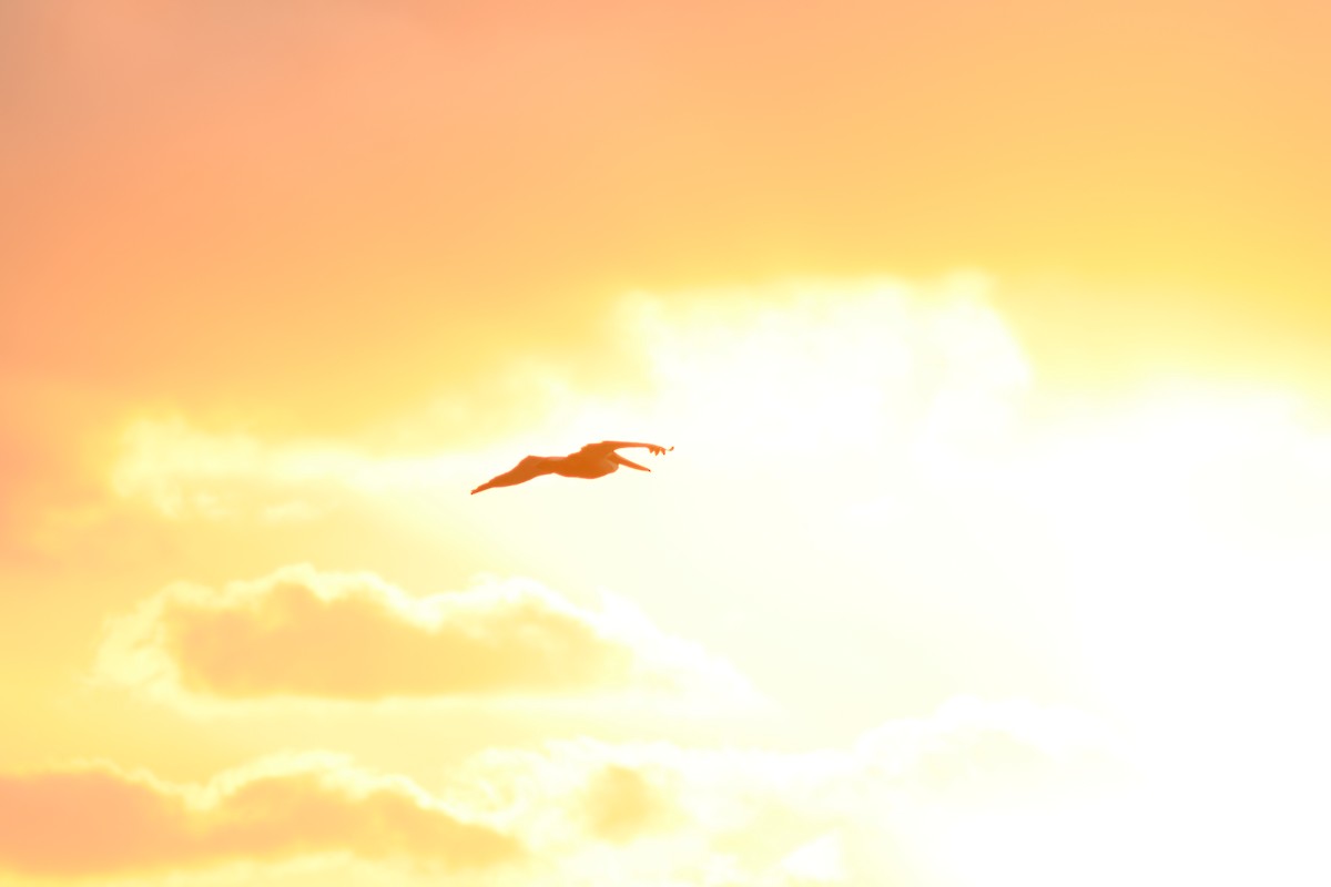 Brown Pelican - ML647368463