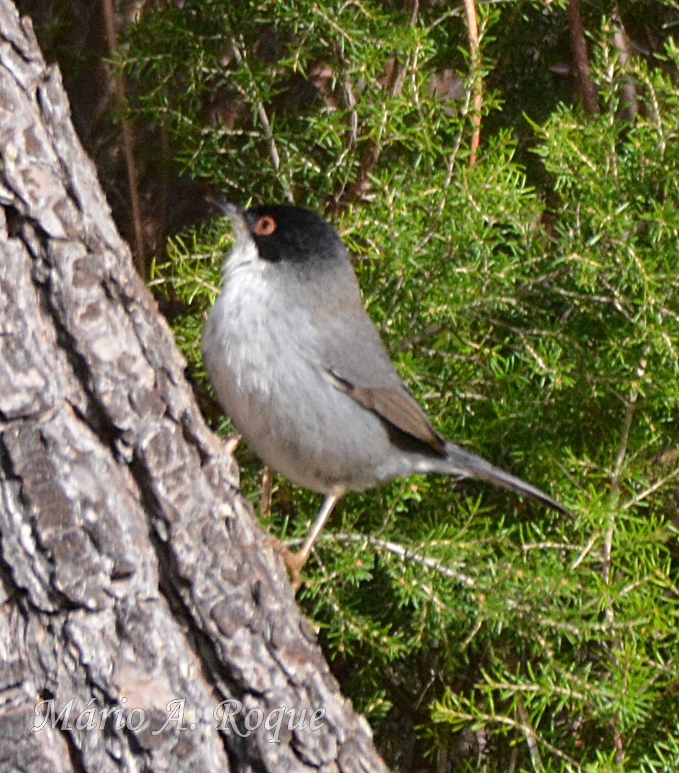 Sardinian Warbler - ML647368466