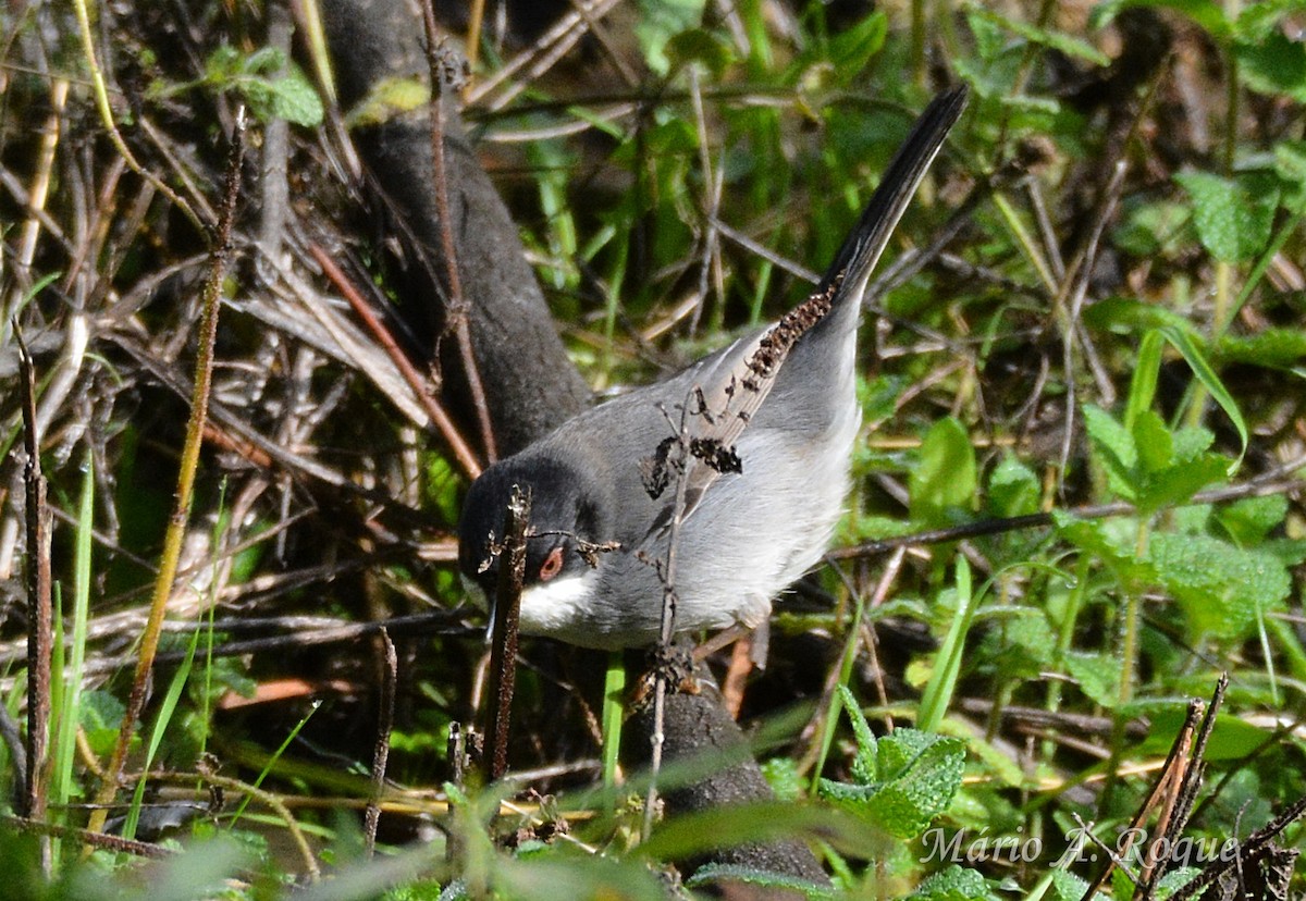 Sardinian Warbler - ML647368467