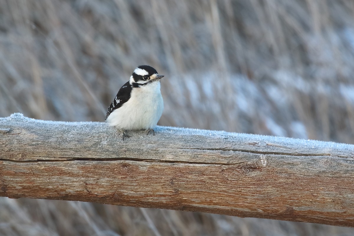 Downy Woodpecker - ML647368469