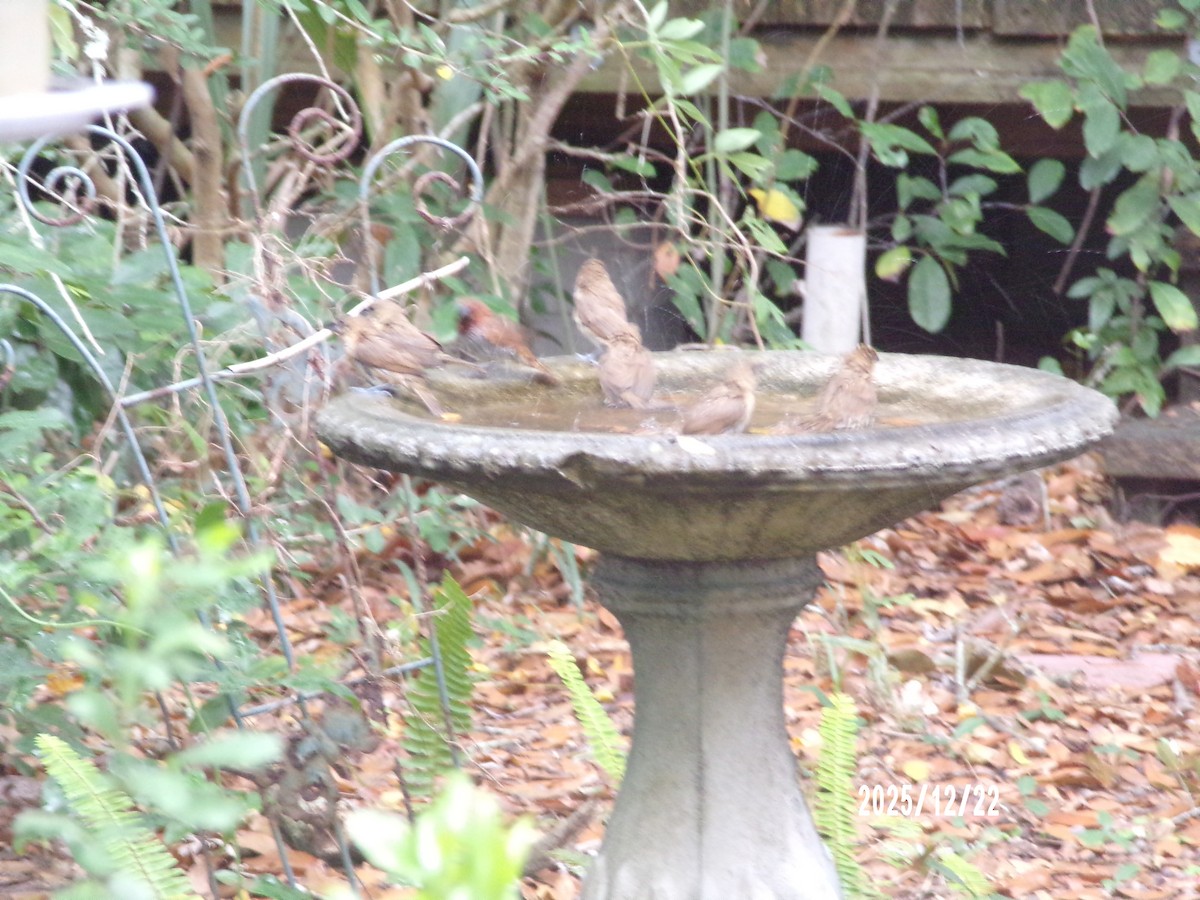 Scaly-breasted Munia - ML647368475