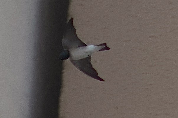 Vaux's Swift - ML647368480