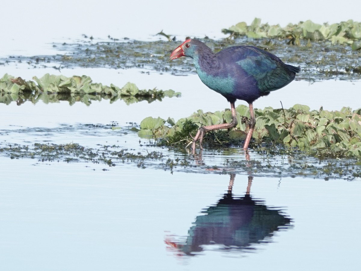Gray-headed Swamphen - ML647368536