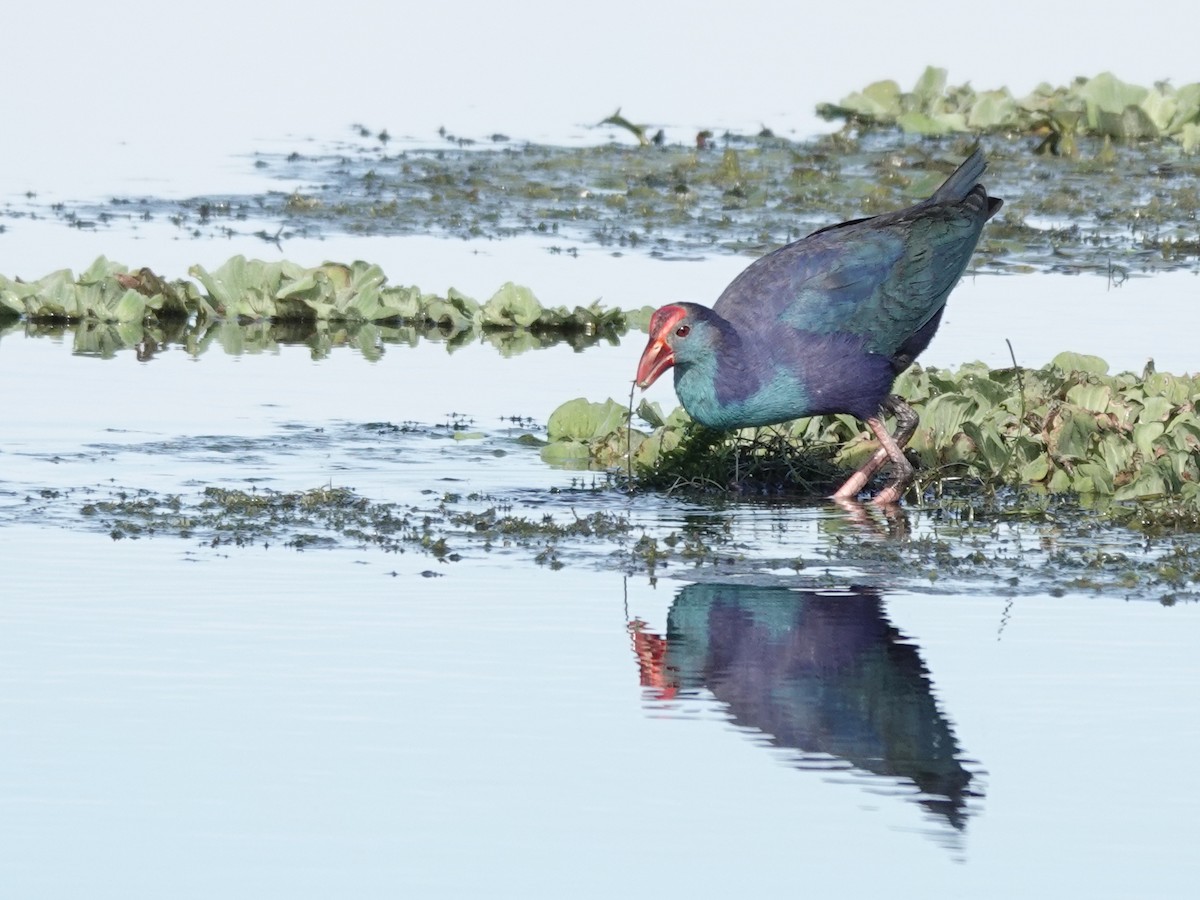 Gray-headed Swamphen - ML647368537