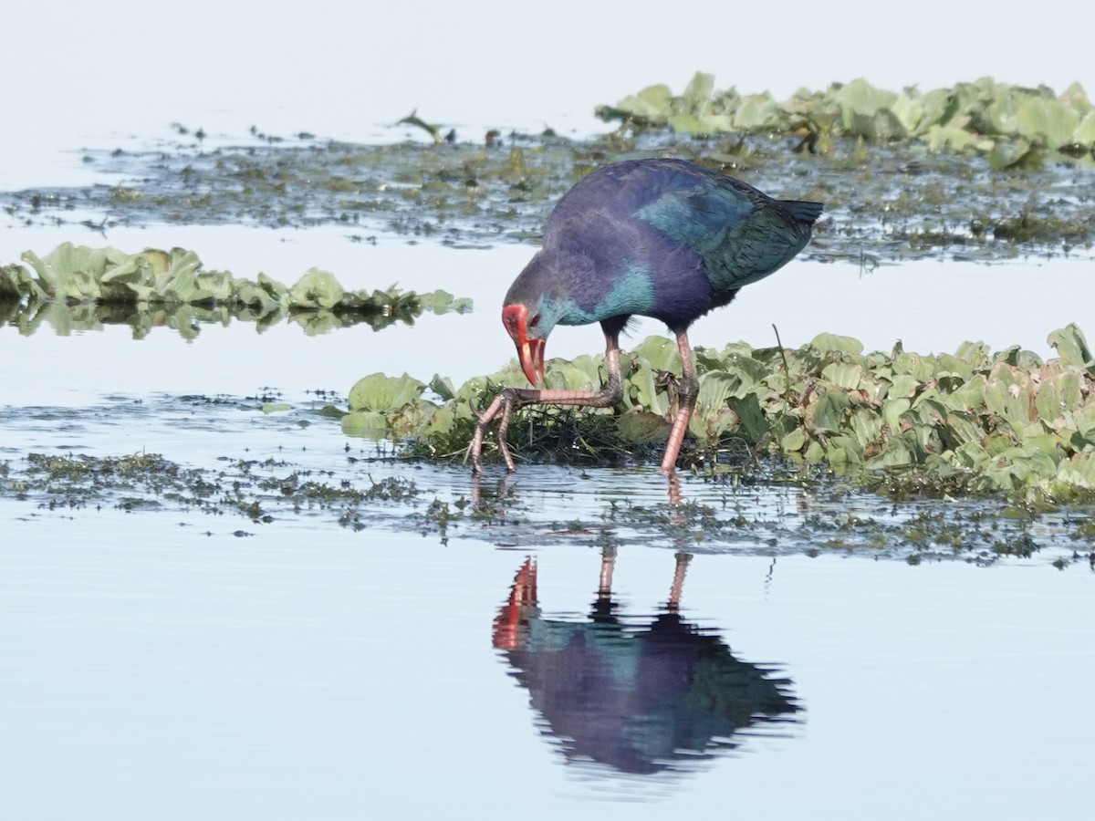 Gray-headed Swamphen - ML647368538