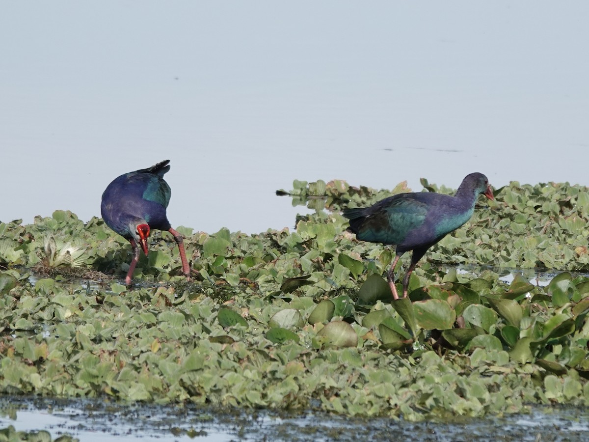 Gray-headed Swamphen - ML647368539