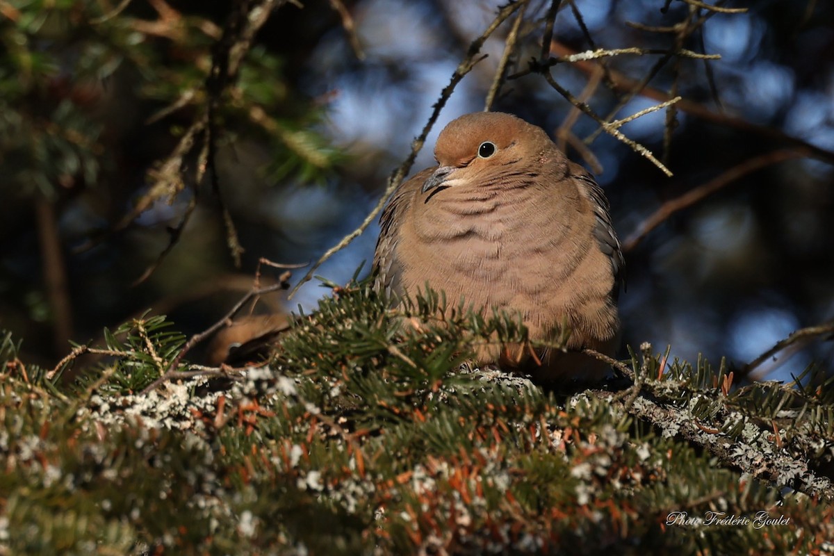 Mourning Dove - ML647368542