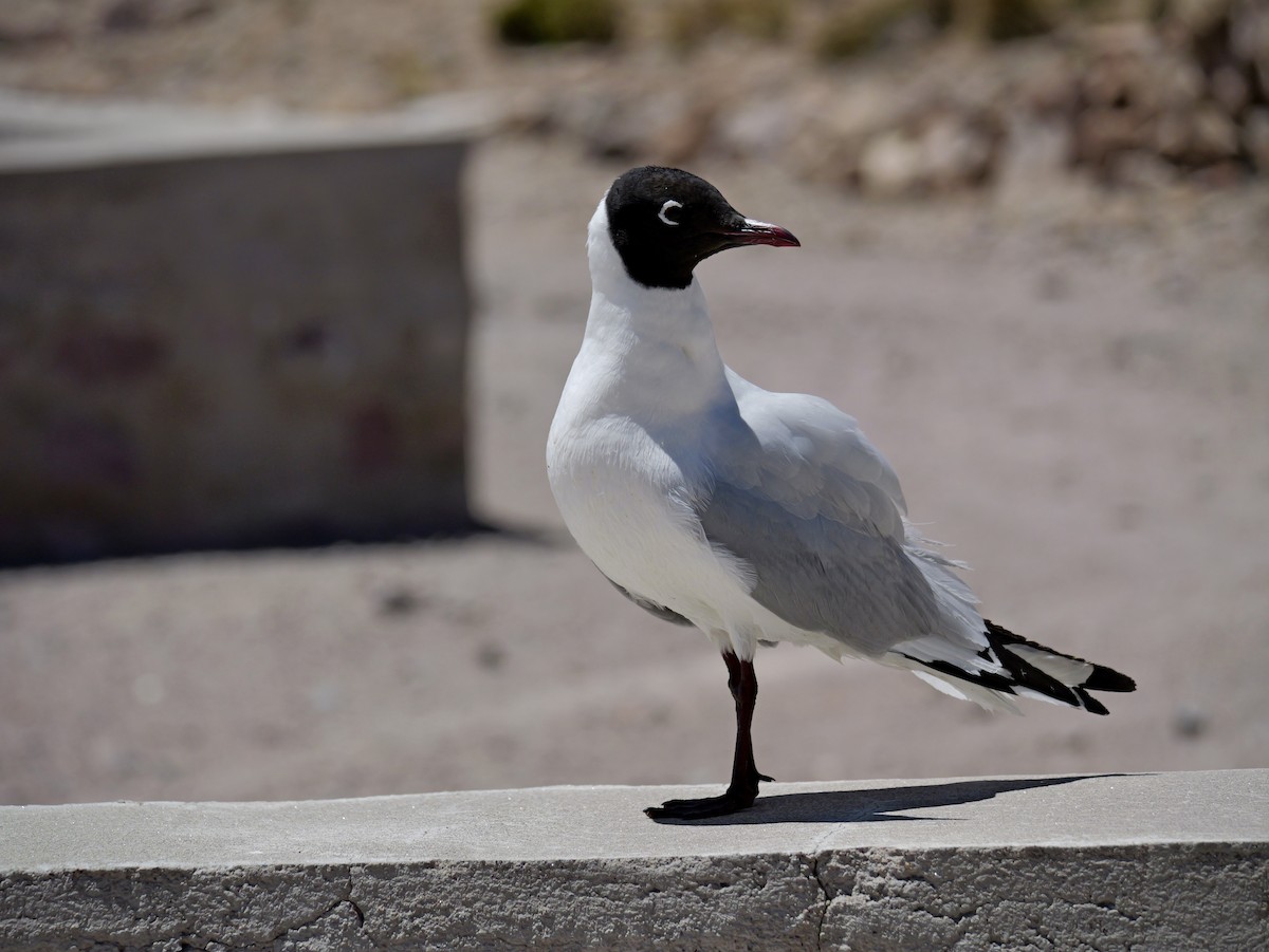 Andean Gull - ML647368547