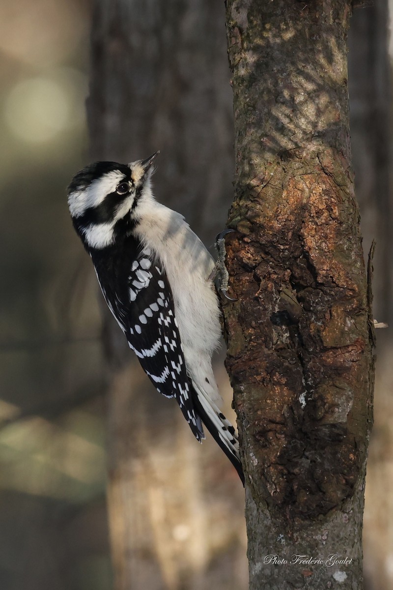 Downy Woodpecker - ML647368549