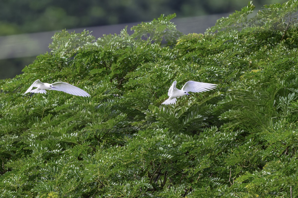 Blue-billed White-Tern - ML647368562
