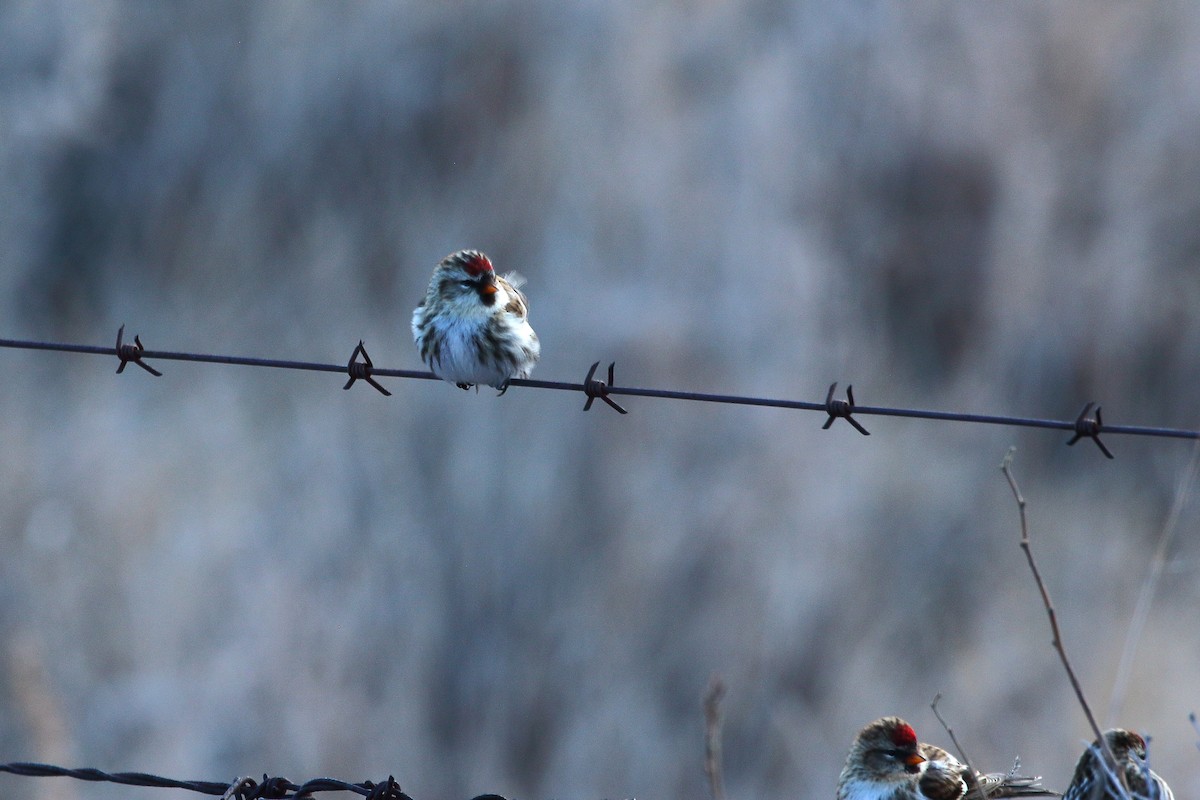普通朱頂雀(flammea/rostrata/islandica) - ML647368563