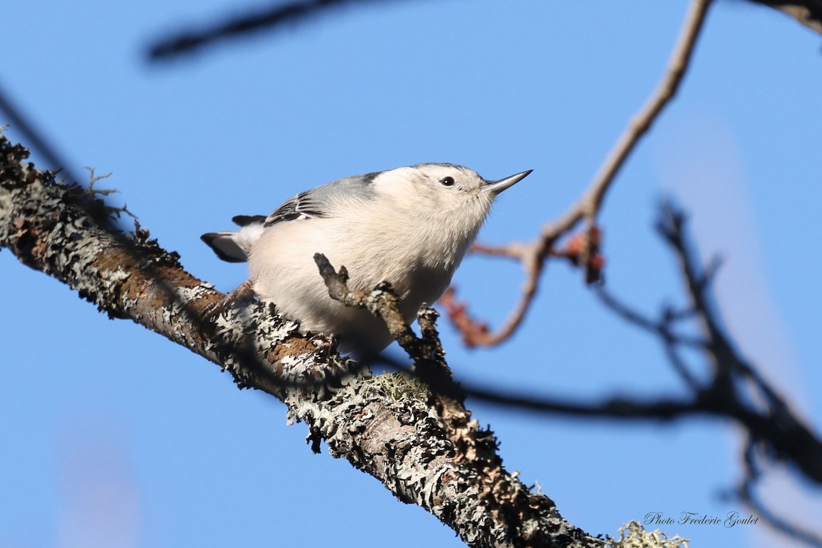 Weißbrustkleiber - ML647368566