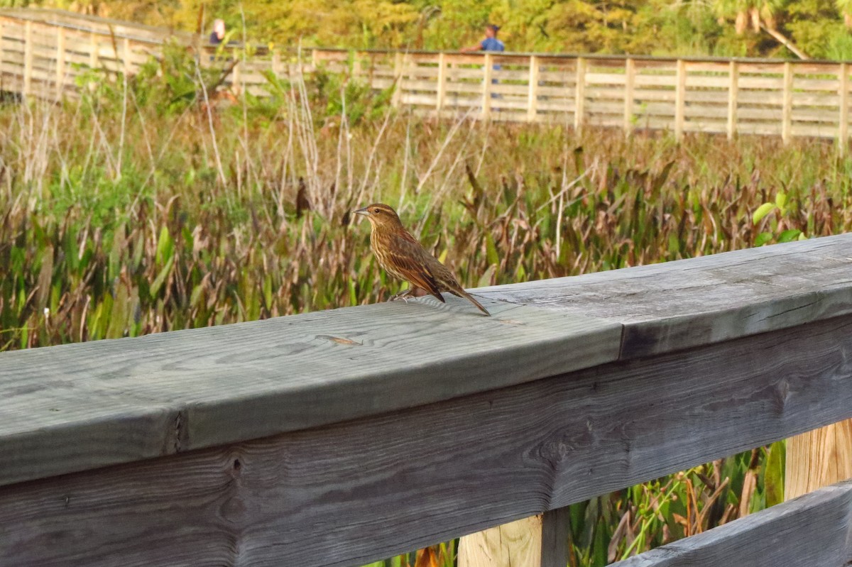 Red-winged Blackbird - ML647368567