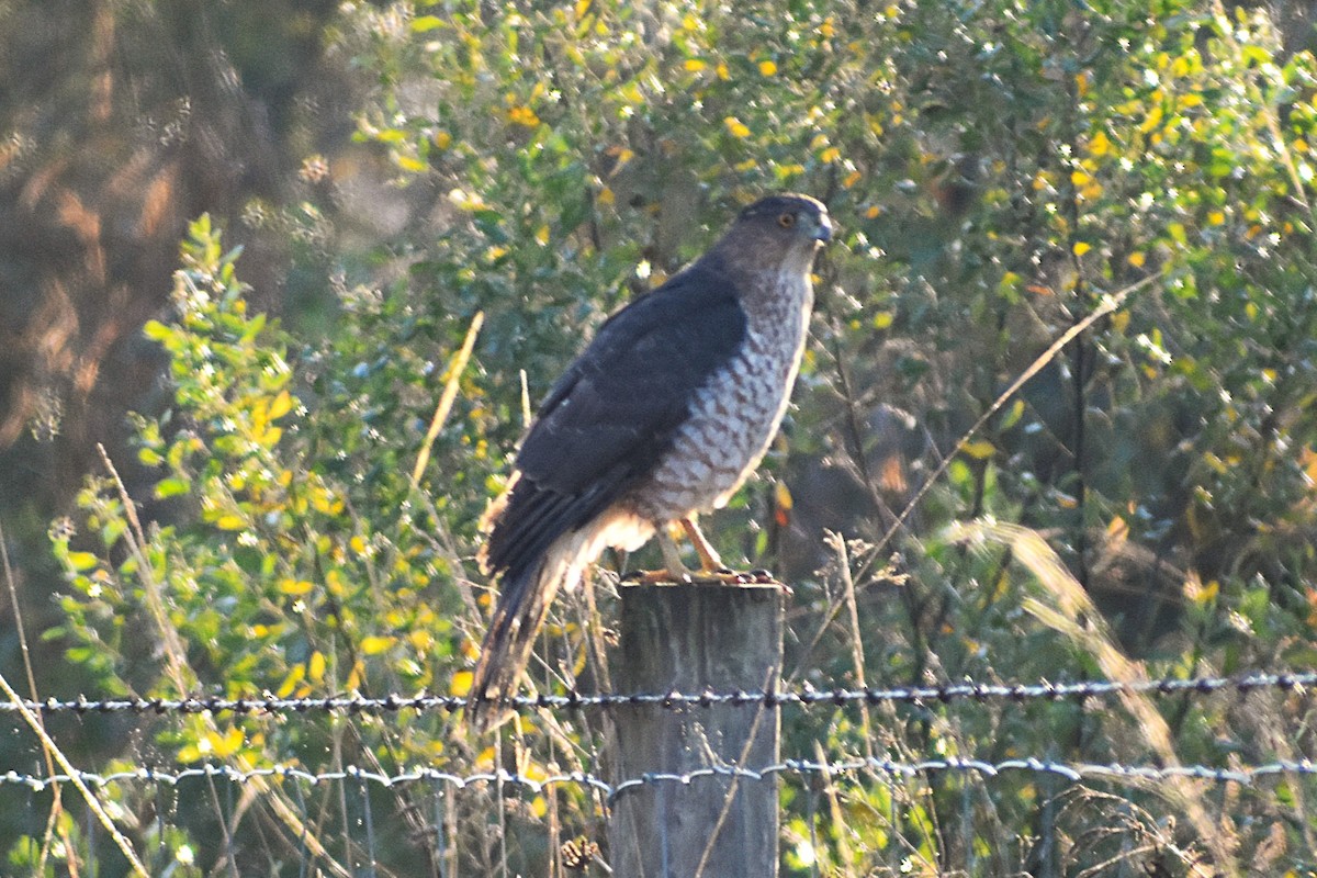 Cooper's Hawk - ML647368570
