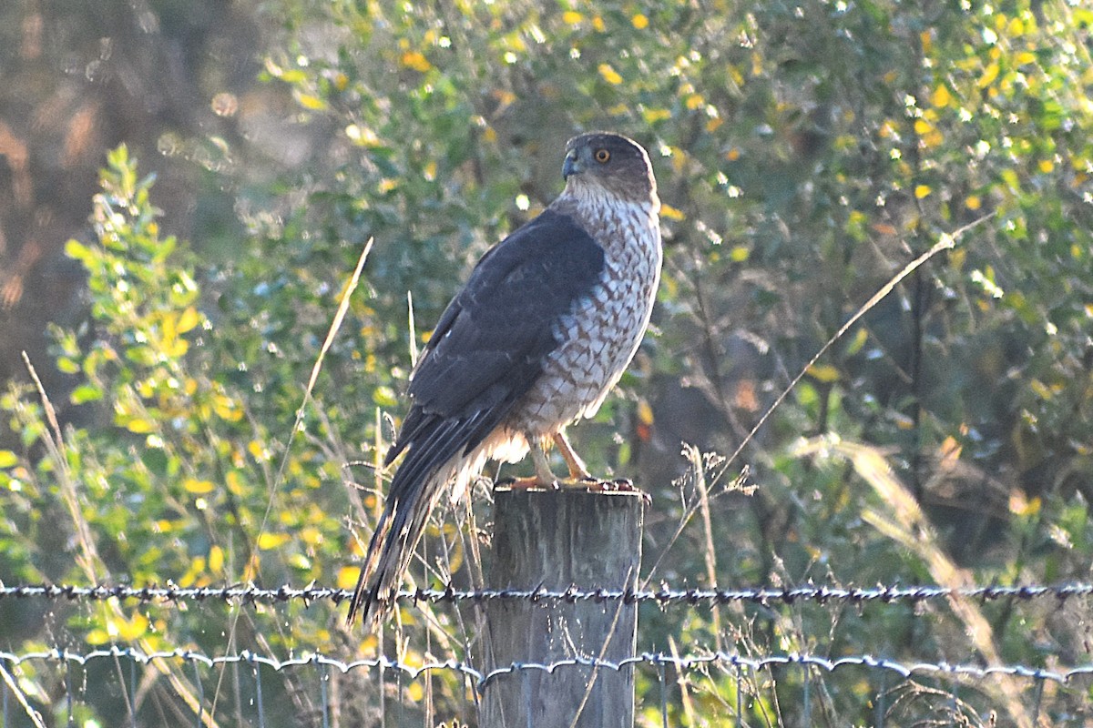 Cooper's Hawk - ML647368574