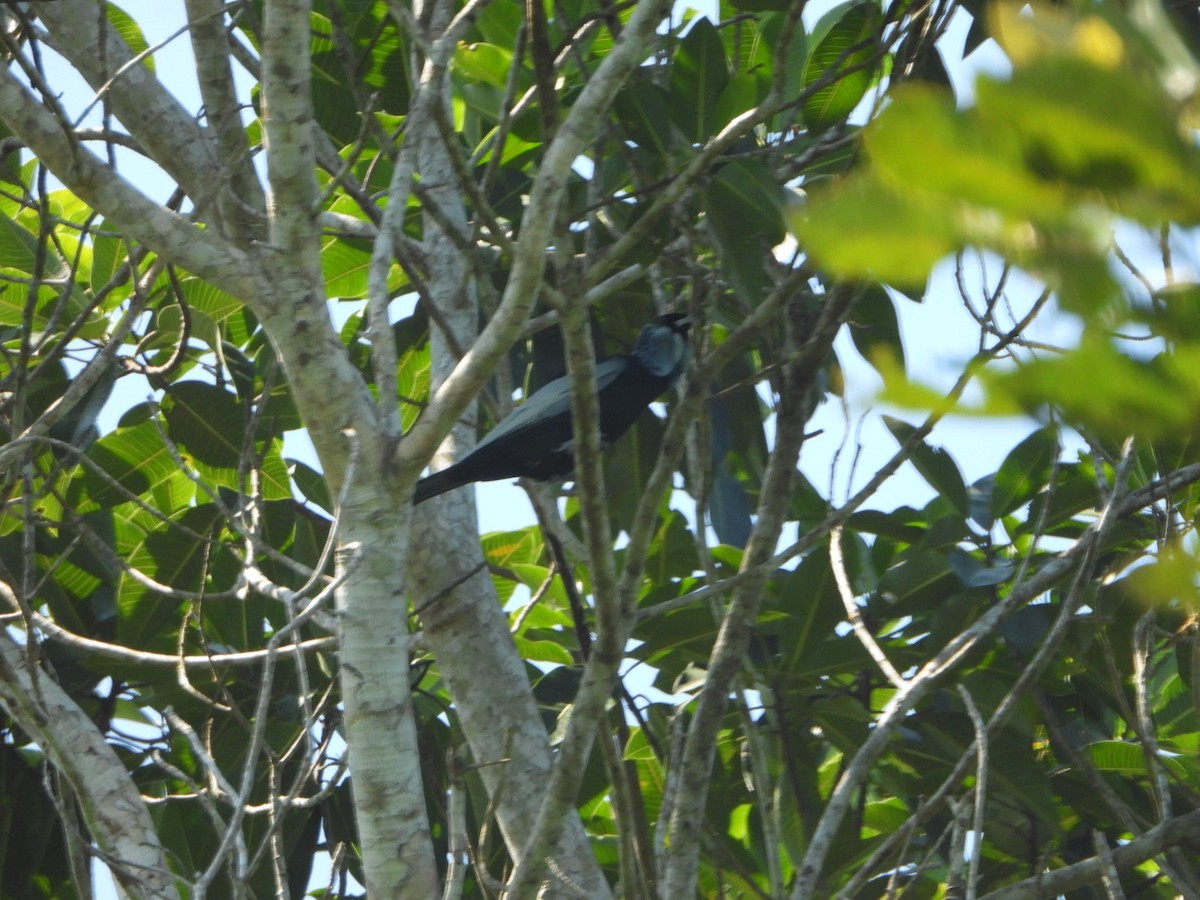 Bare-necked Fruitcrow - ML647368582