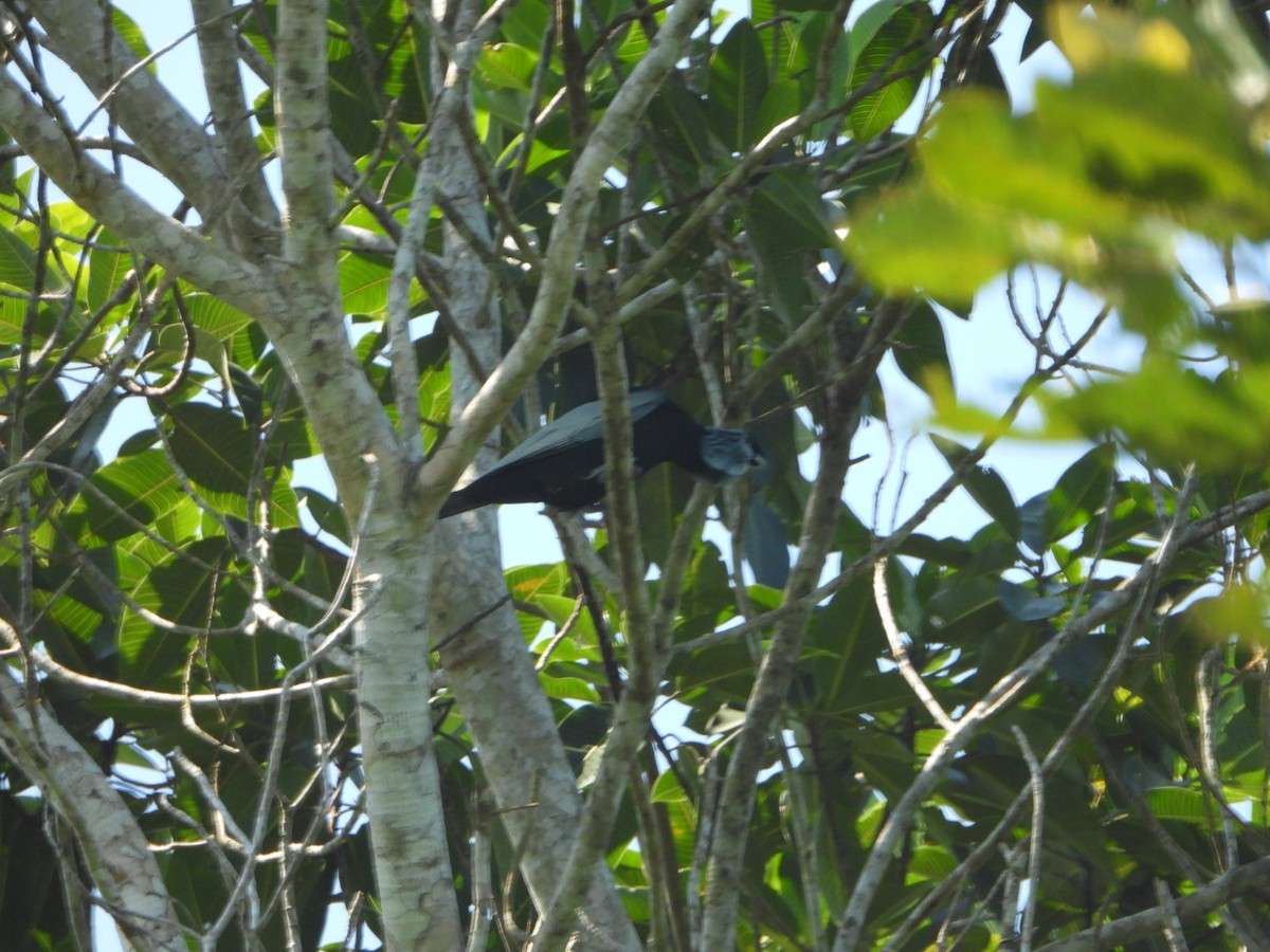 Bare-necked Fruitcrow - ML647368583