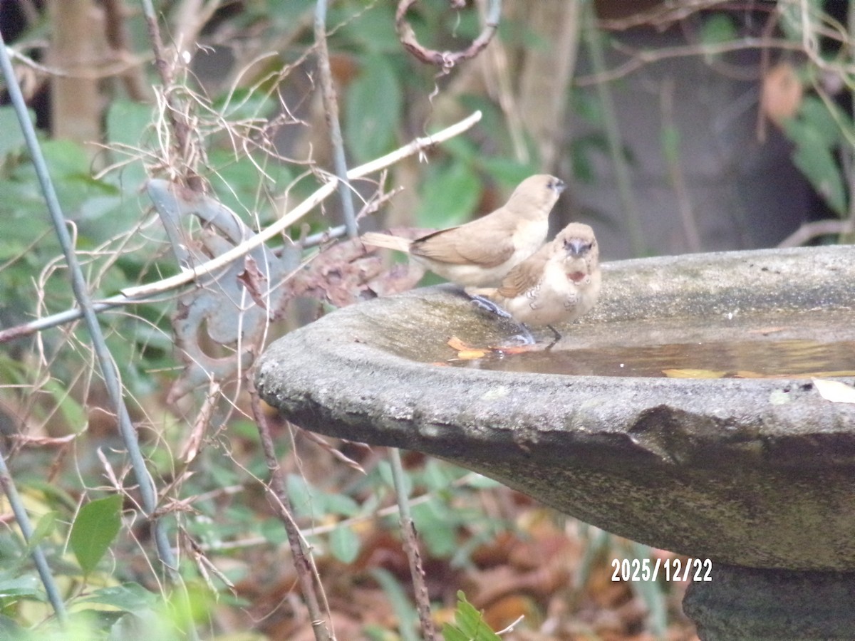 Scaly-breasted Munia - ML647368595