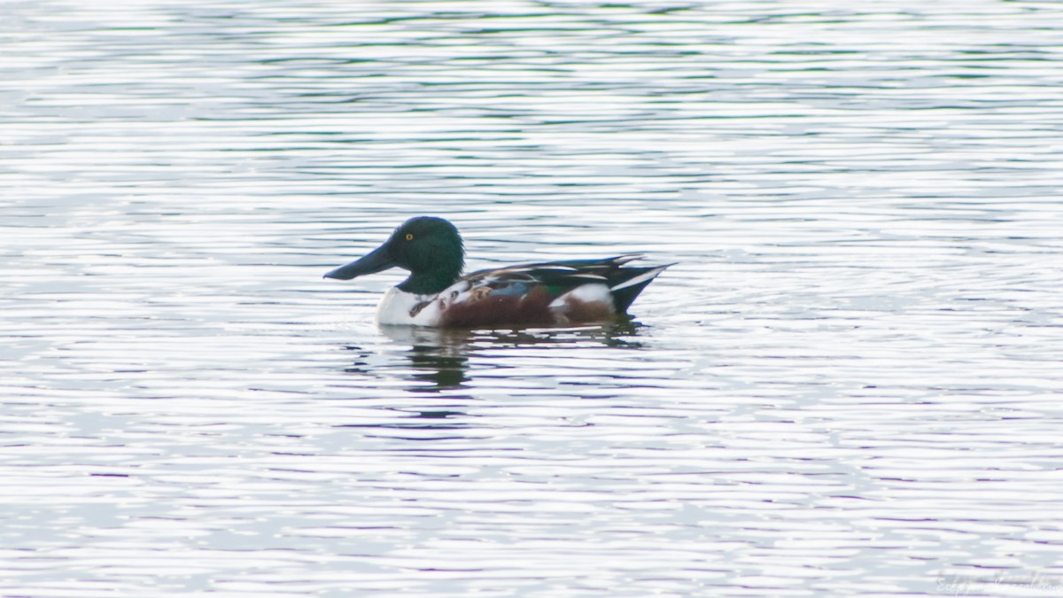 Northern Shoveler - ML647368617