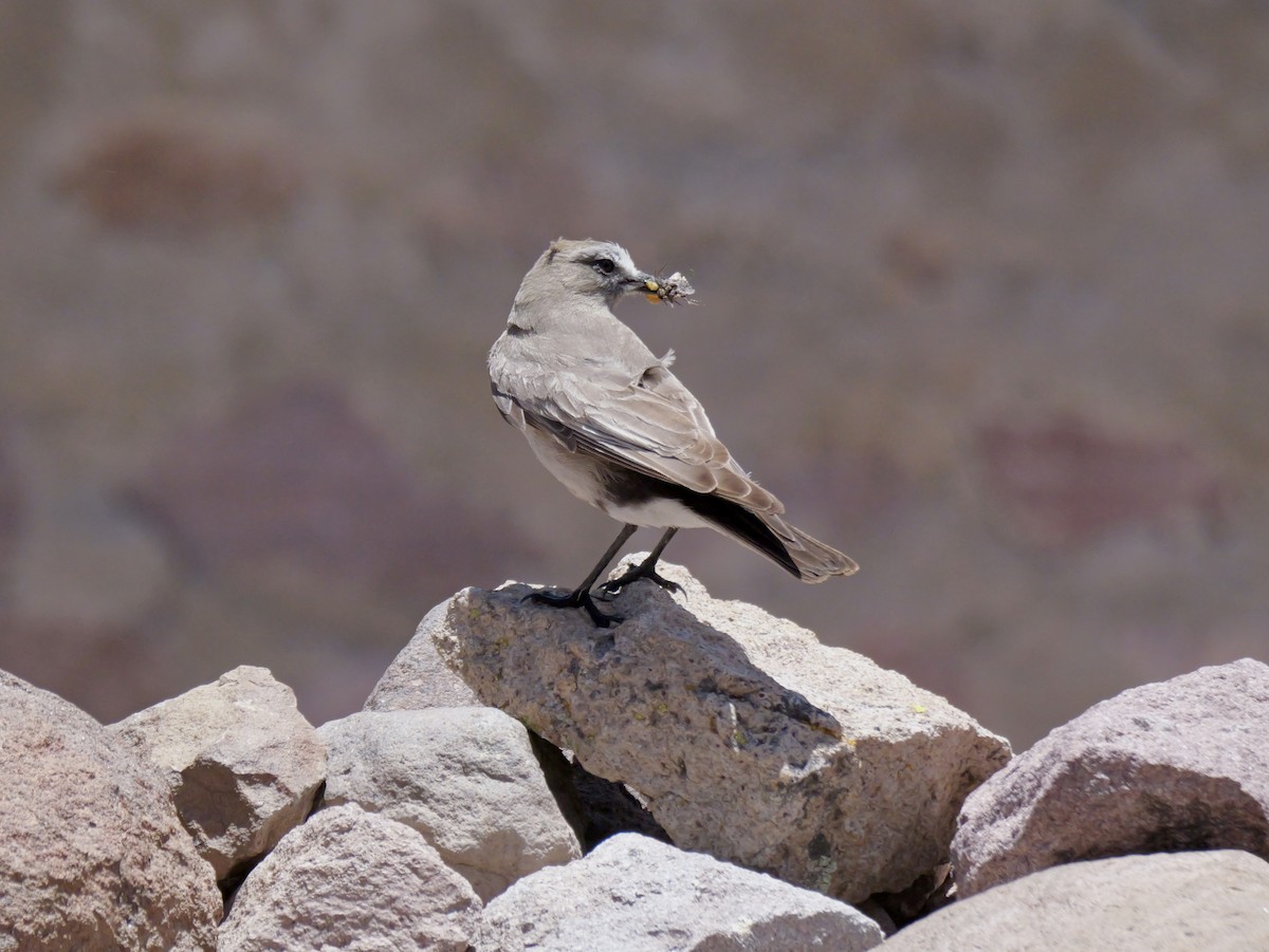 Puna Ground-Tyrant - ML647368619