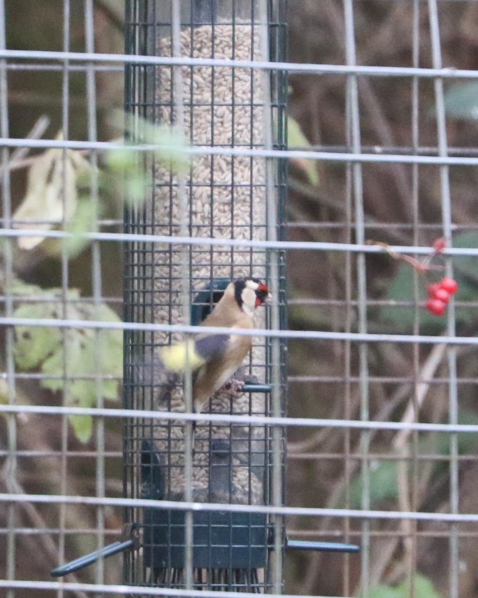 European Goldfinch - ML647368624
