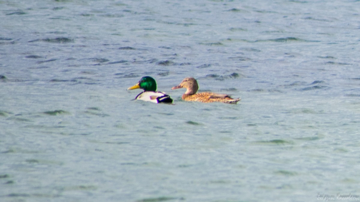 Mallard - ML647368630