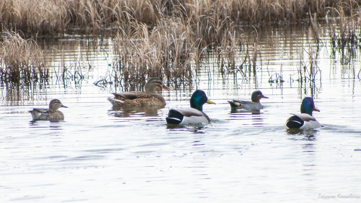 Mallard - ML647368631