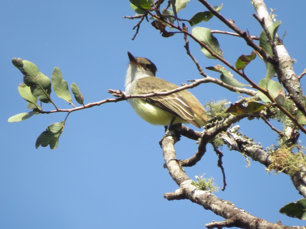 Brown-crested Flycatcher - ML647368635