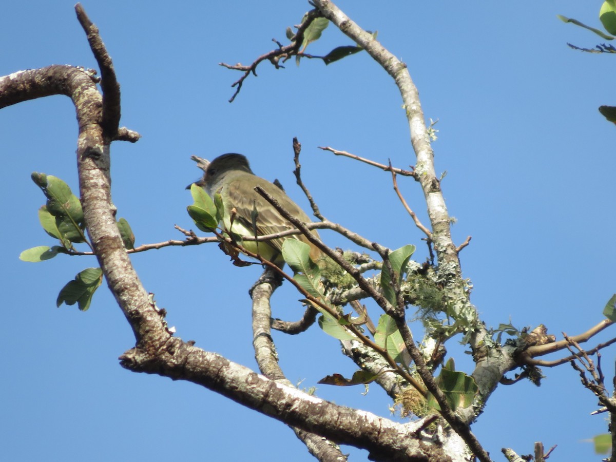 Brown-crested Flycatcher - ML647368636