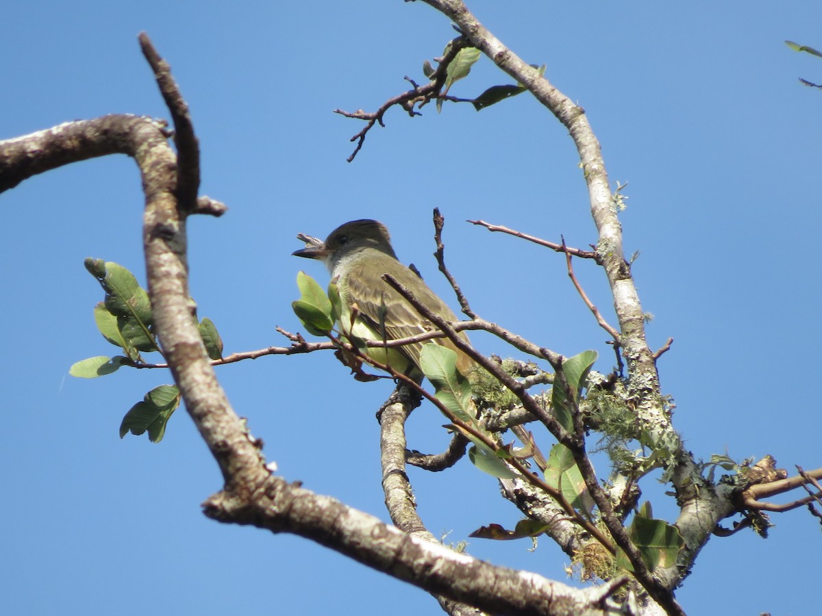 Brown-crested Flycatcher - ML647368637