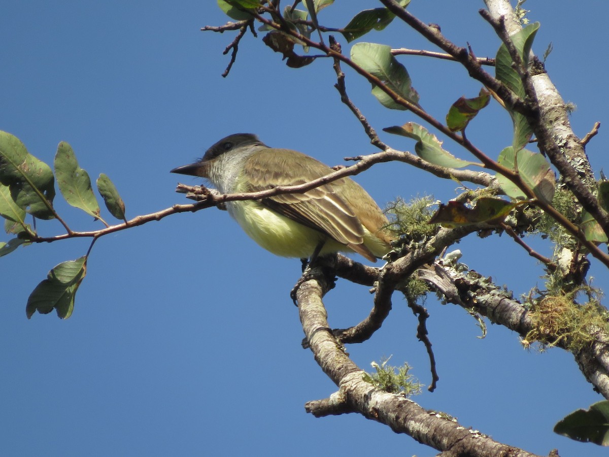 Brown-crested Flycatcher - ML647368638