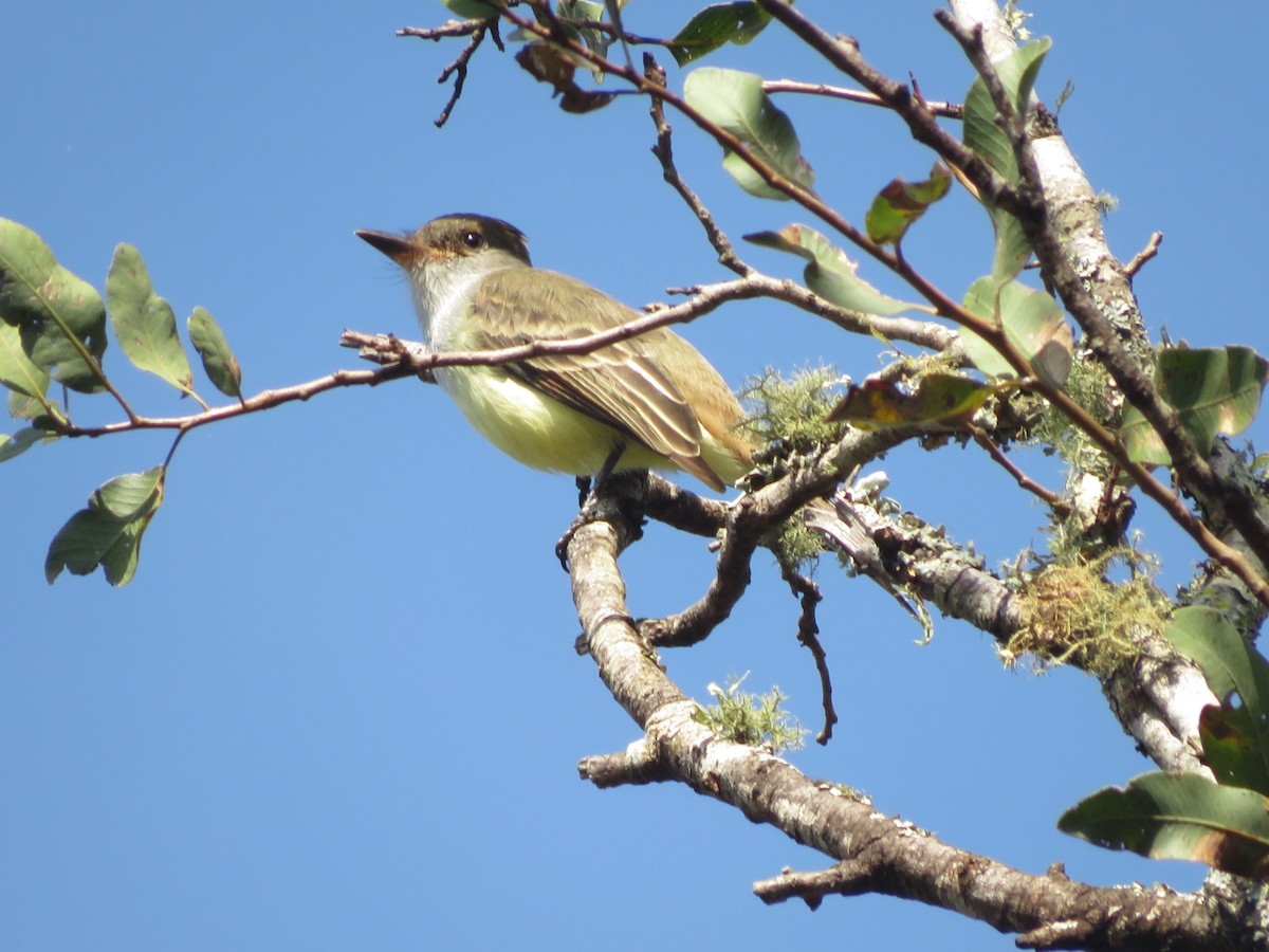 Brown-crested Flycatcher - ML647368639