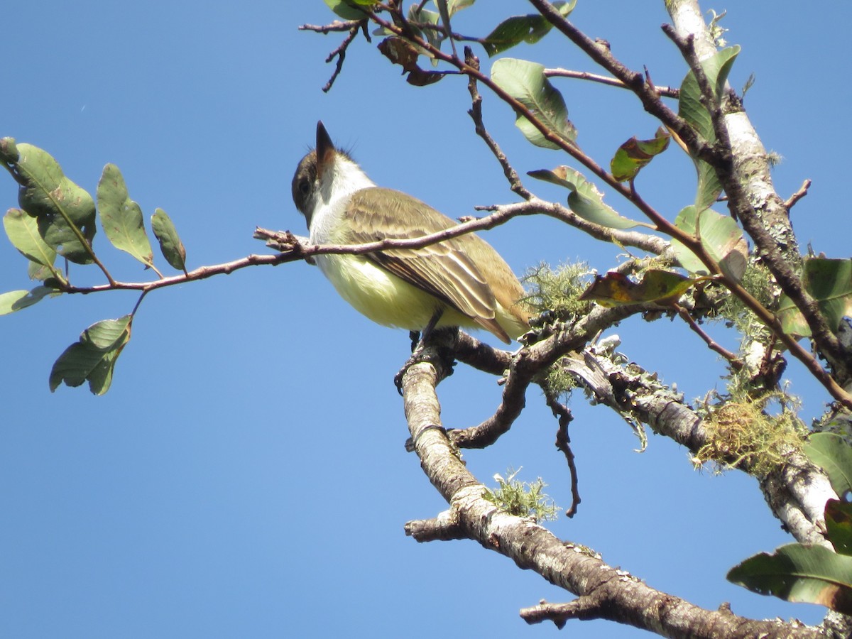 Brown-crested Flycatcher - ML647368640