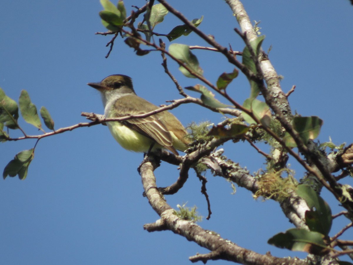Brown-crested Flycatcher - ML647368641