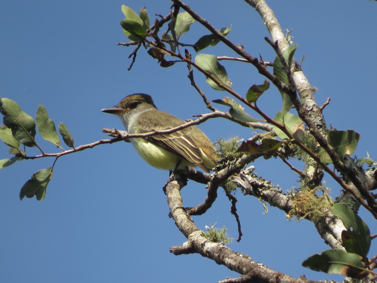 Brown-crested Flycatcher - ML647368642