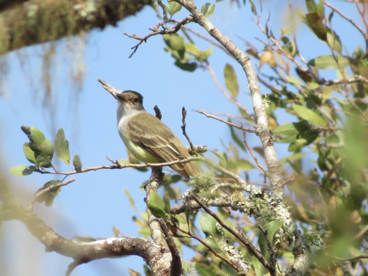 Brown-crested Flycatcher - ML647368643