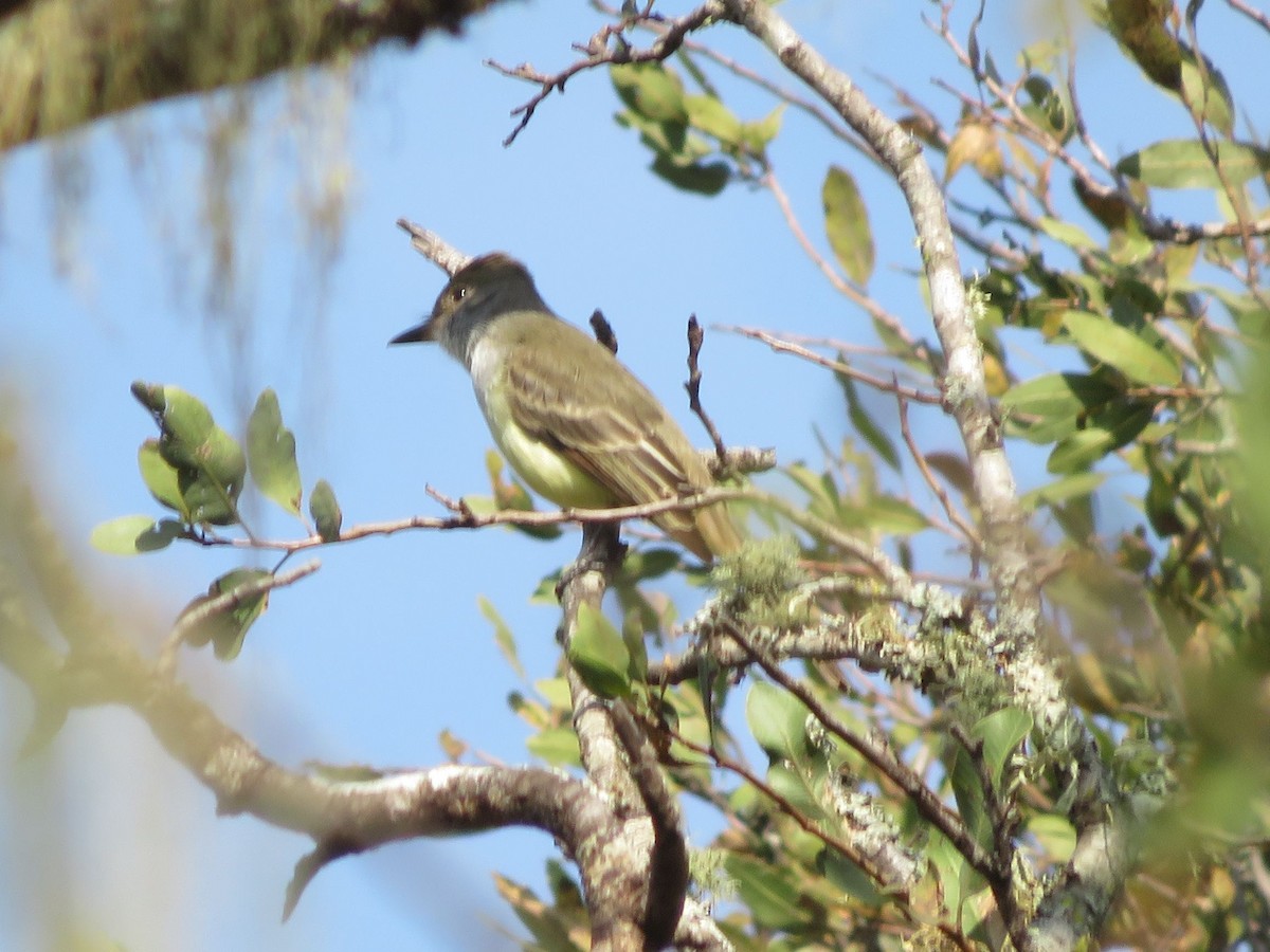 Brown-crested Flycatcher - ML647368644