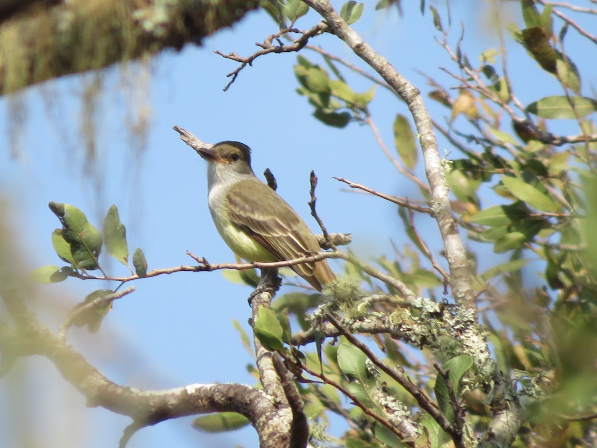 Brown-crested Flycatcher - ML647368645
